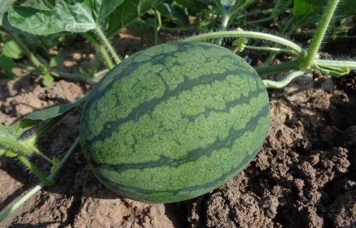 watermelon, fruit, harvest, produce, organic, garden, farm, gardening, farming, plantation, agriculture, nature, cultivation, fresh watermelon, fresh fruit, soil