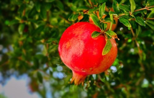 pomegranate, fruit, pomegranate tree, plant, mediterranean, nature, pomegranate, pomegranate, pomegranate, pomegranate, pomegranate, pomegranate tree, pomegranate tree