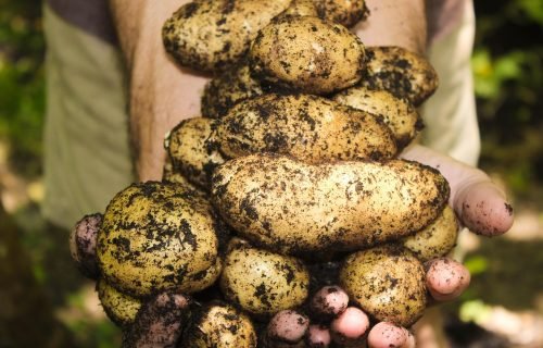 potatoes, natural, soil, gardening, farming, garden, organic, harvest, harvesting, fresh, nature, raw, produce, root vegetables, tuber